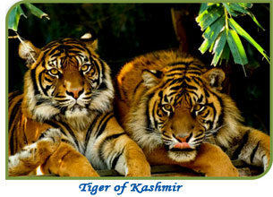 Kashmir Wild Life, Wild Life of Kashmir, Wild Life in Kashmir, Kashmiri  Hangul, Wild Life, Jammu Kashmir Wild Life